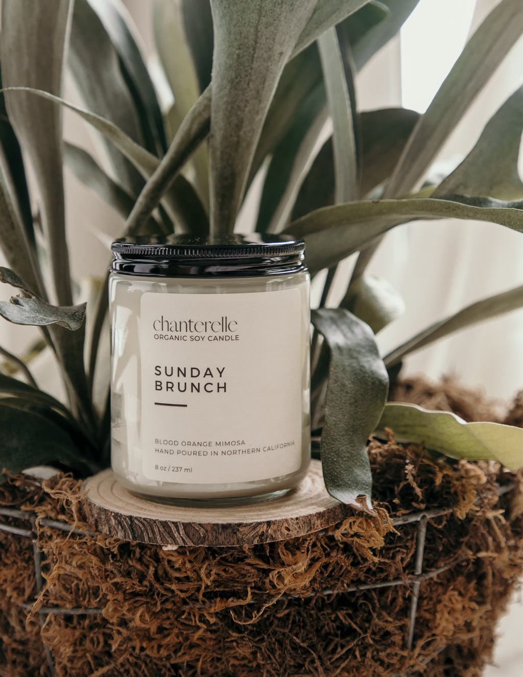 Sunday Brunch Organic Soy Candle 8 oz