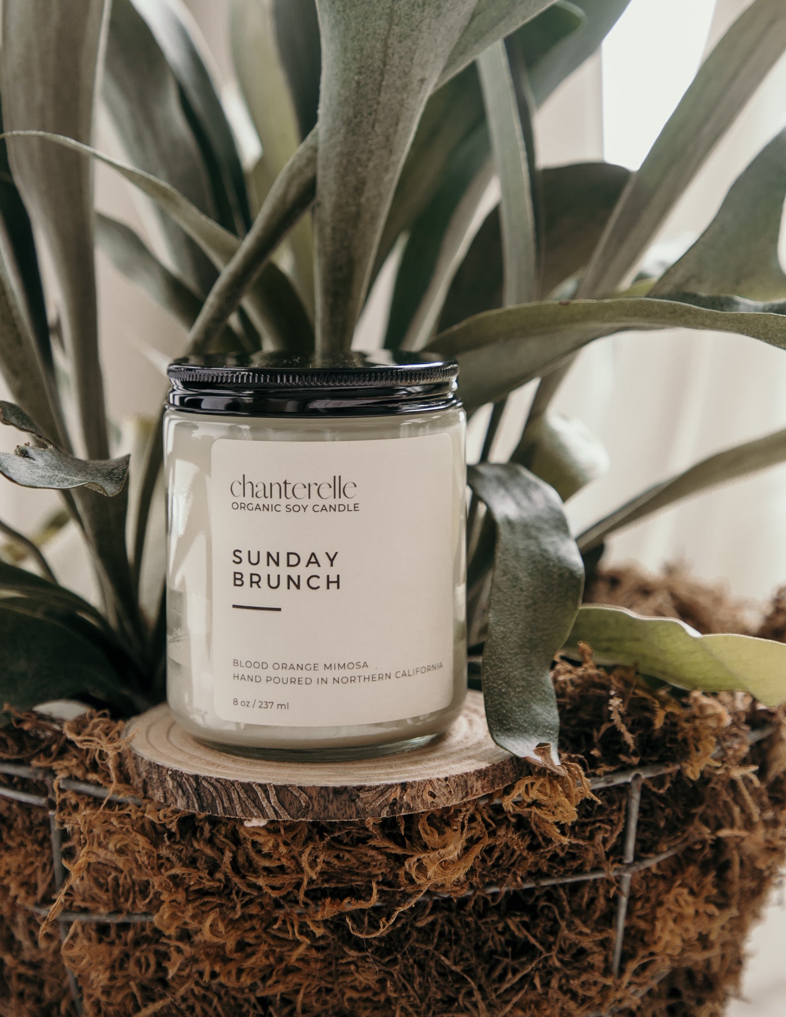 Sunday Brunch Organic Soy Candle 8 oz