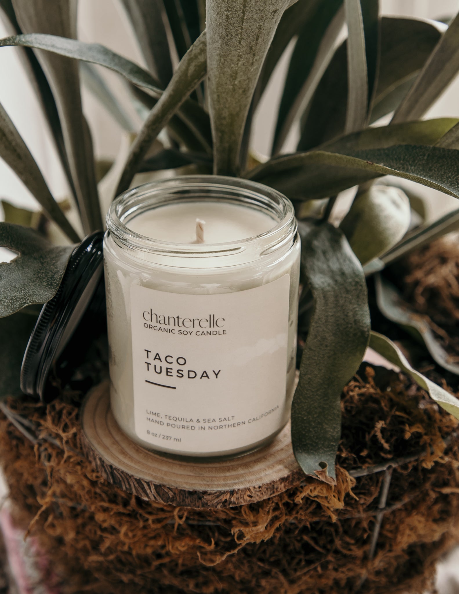Taco Tuesday Organic Soy Candle 8 oz